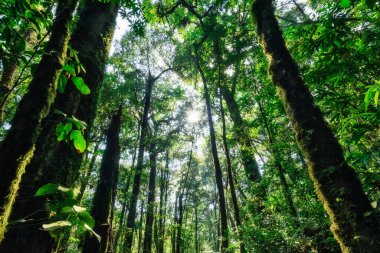 Koruma kavramı Doğal orman ortamı