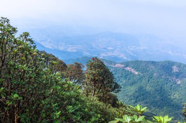 Kew Mae Pan 'daki doğal manzara ve ağaçlar
