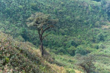 Kew Mae Pan 'daki doğal manzara ve ağaçlar
