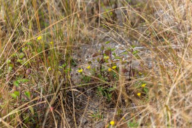 Kew Mae Pan 'daki doğal manzara ve ağaçlar