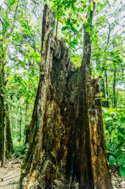 Sarı bulanık bokeh arkaplanı