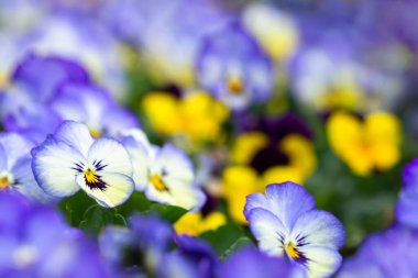 Sarı bulanık bokeh arkaplanı