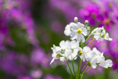 Sarı bulanık bokeh arkaplanı
