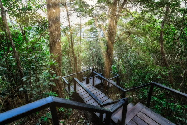 Wald Und Naturschutzkonzepte — Stockfoto