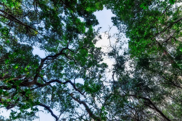 Begrippen Bos Natuurbehoud — Stockfoto