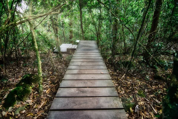 Erdő Természetvédelmi Koncepciók — Stock Fotó