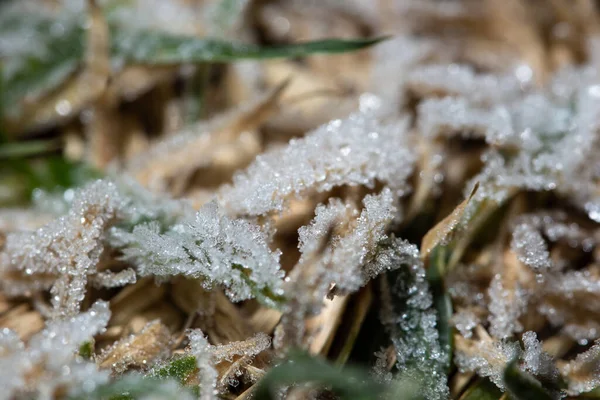 Hielo Cima Hierba — Foto de Stock