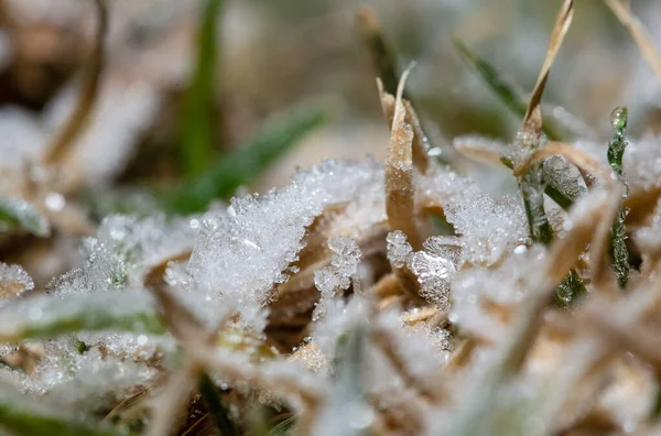 Eis Auf Der Spitze Des Rasens — Stockfoto