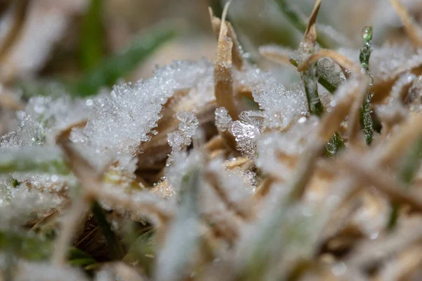 Hielo Cima Hierba — Foto de Stock