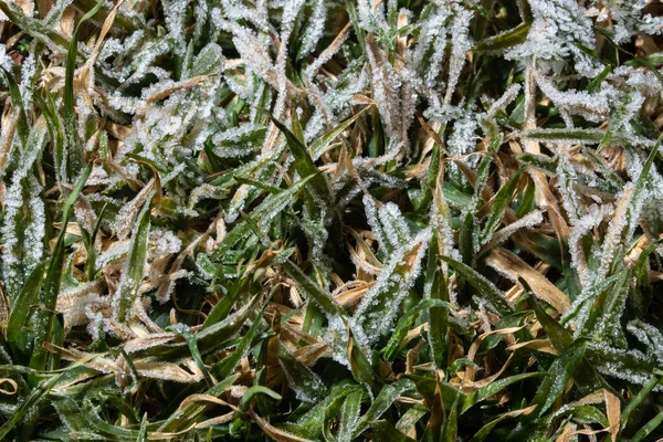 Atas Rumput — Stok Foto