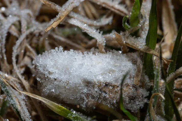 Ice on the top of the grass