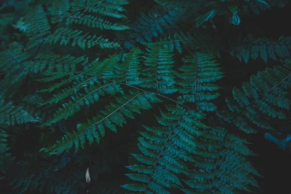 Koruma kavramı Doğal orman ortamı