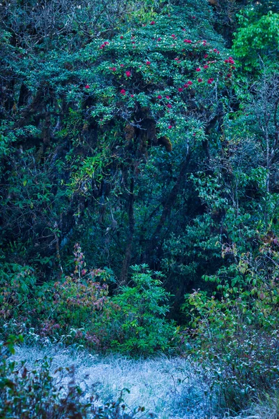 Naturschutzkonzept Natürliche Waldumgebung — Stockfoto
