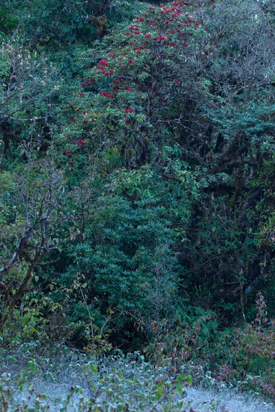 Naturschutzkonzept Natürliche Waldumgebung — Stockfoto