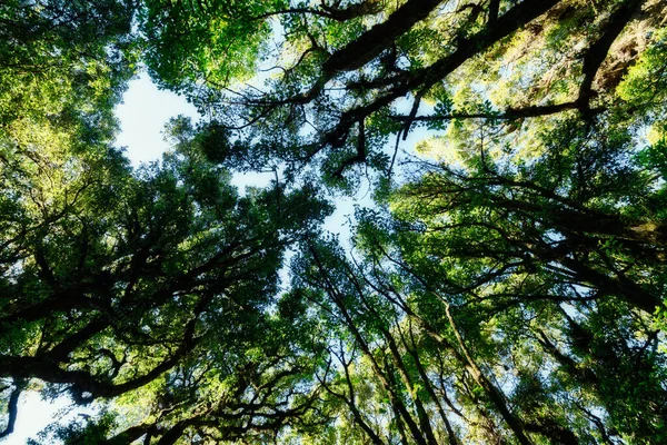 自然森林环境 — 图库照片