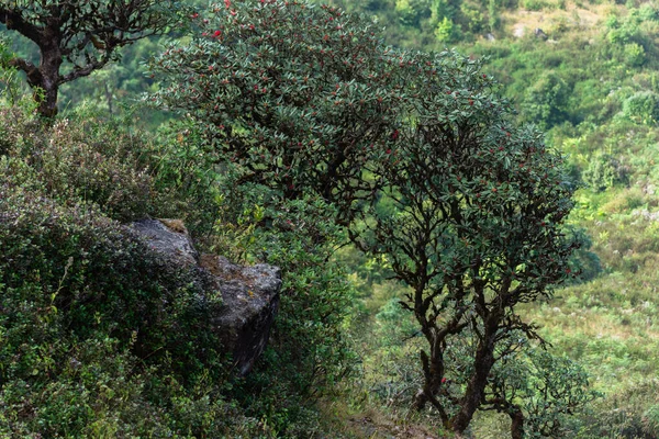 Vistas Naturales Árboles Kew Mae Pan — Foto de Stock