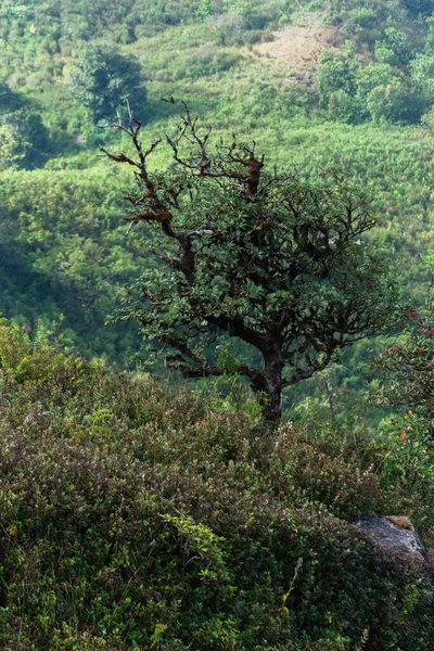 Vistas Naturais Árvores Kew Mae Pan — Fotografia de Stock