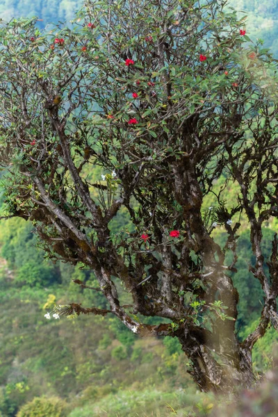 Vistas Naturais Árvores Kew Mae Pan — Fotografia de Stock