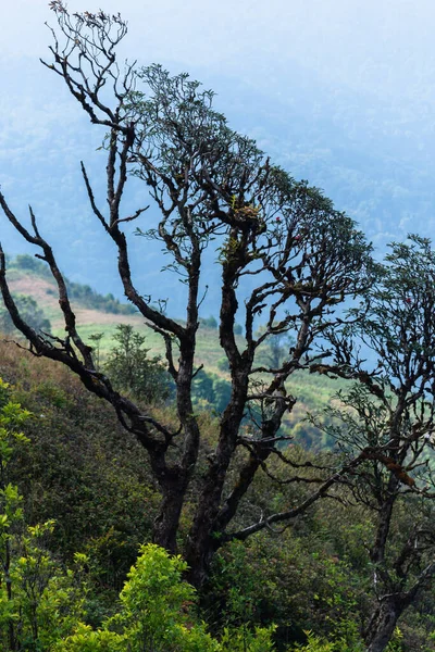 Vistas Naturais Árvores Kew Mae Pan — Fotografia de Stock