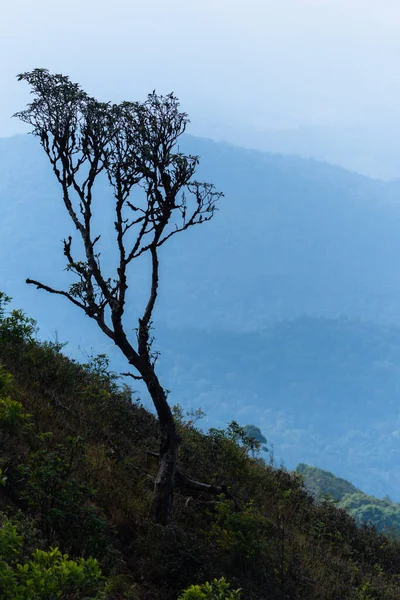 Vistas Naturais Árvores Kew Mae Pan — Fotografia de Stock