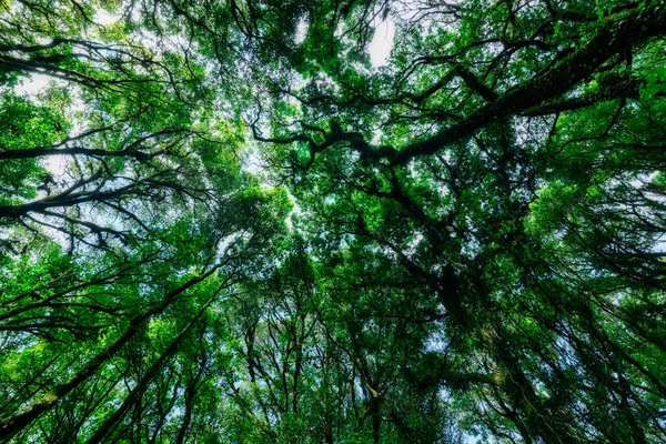 Conceito Conservação Ambiente Florestal Natural — Fotografia de Stock