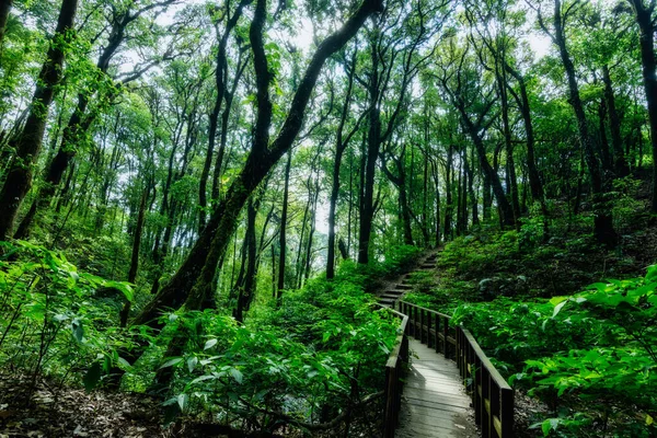 Koncepcja Ochrony Naturalnego Środowiska Leśnego — Zdjęcie stockowe