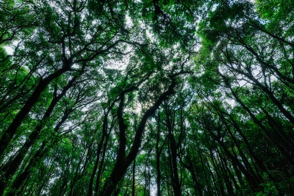 Koruma Kavramı Doğal Orman Ortamı — Stok fotoğraf