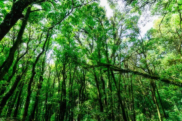 Concepto Conservación Ambiente Forestal Natural — Foto de Stock