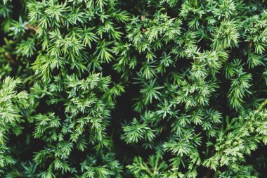 Sarı bulanık bokeh arkaplanı