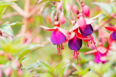 Sarı bulanık bokeh arkaplanı