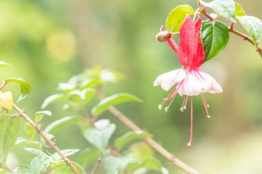 Sarı bulanık bokeh arkaplanı