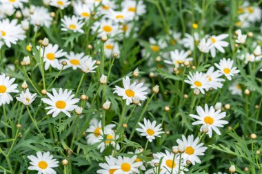 Sarı bulanık bokeh arkaplanı