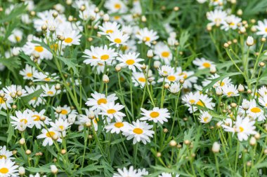 Sarı bulanık bokeh arkaplanı