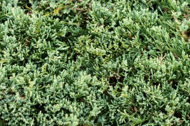 Sarı bulanık bokeh arkaplanı