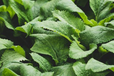 Sarı bulanık bokeh arkaplanı