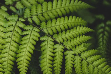 Sarı bulanık bokeh arkaplanı