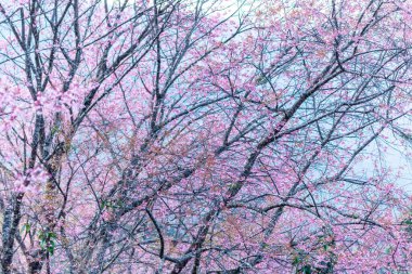 Makro Flower Prunus serasoides
