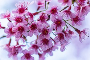 Makro Flower Prunus serasoides