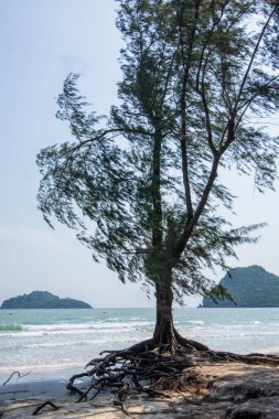 Deniz ve doğa manzarası