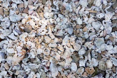 Deniz kabukları deniz kıyısı boyunca