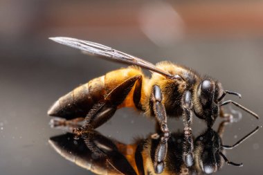 Makro arı siyah arkaplan