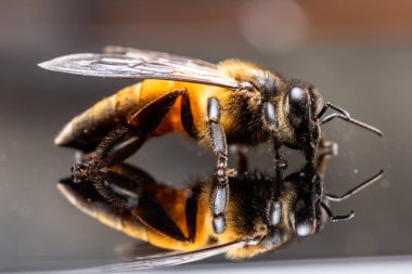 Makro arı siyah arkaplan