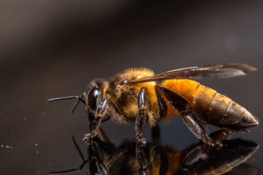 Makro arı siyah arkaplan