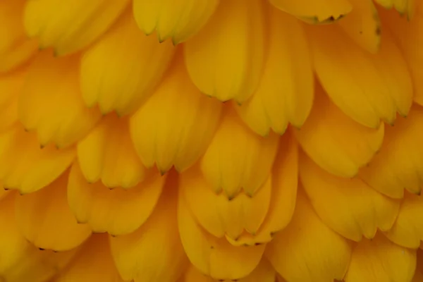 Amarillo Borroso Bokeh Fondo —  Fotos de Stock