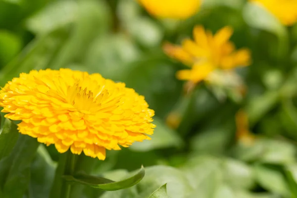 Gele Wazige Bokeh Achtergrond — Stockfoto