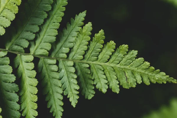 Κίτρινο Φόντο Θαμπάδα Bokeh — Φωτογραφία Αρχείου