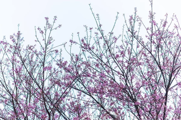Makroblume Prunus Cerasoides — Stockfoto