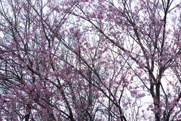 Makroblume Prunus Cerasoides — Stockfoto