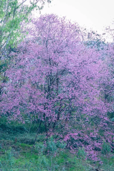 Makroblume Prunus Cerasoides — Stockfoto