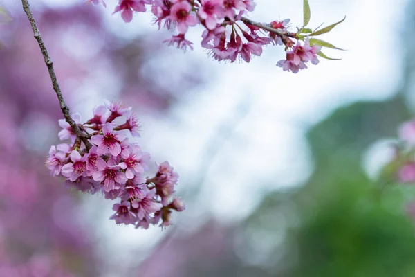 Makroblume Prunus Cerasoides — Stockfoto